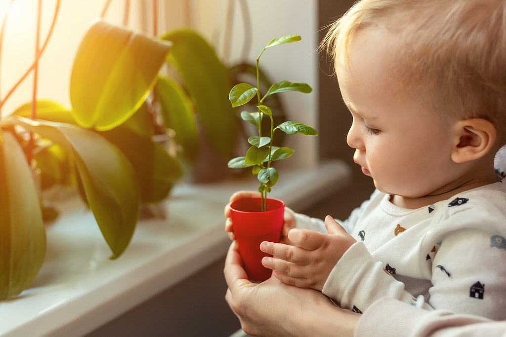 Indoor Air Quality improved with Plants