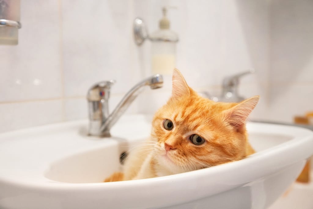 Cat in Sink